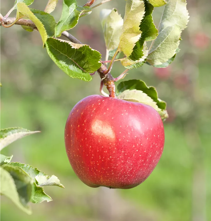 Apfel 'Alkmene'