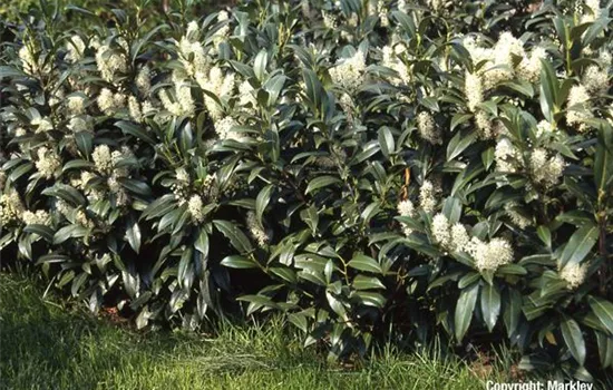 Prunus lauroc.'Herbergii'
