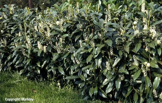 Prunus lauroc.'Reynvaanii'