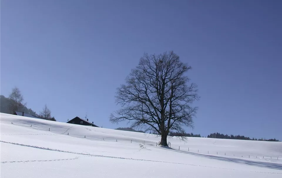 Laubbaum im Winter (GS614268.jpg)