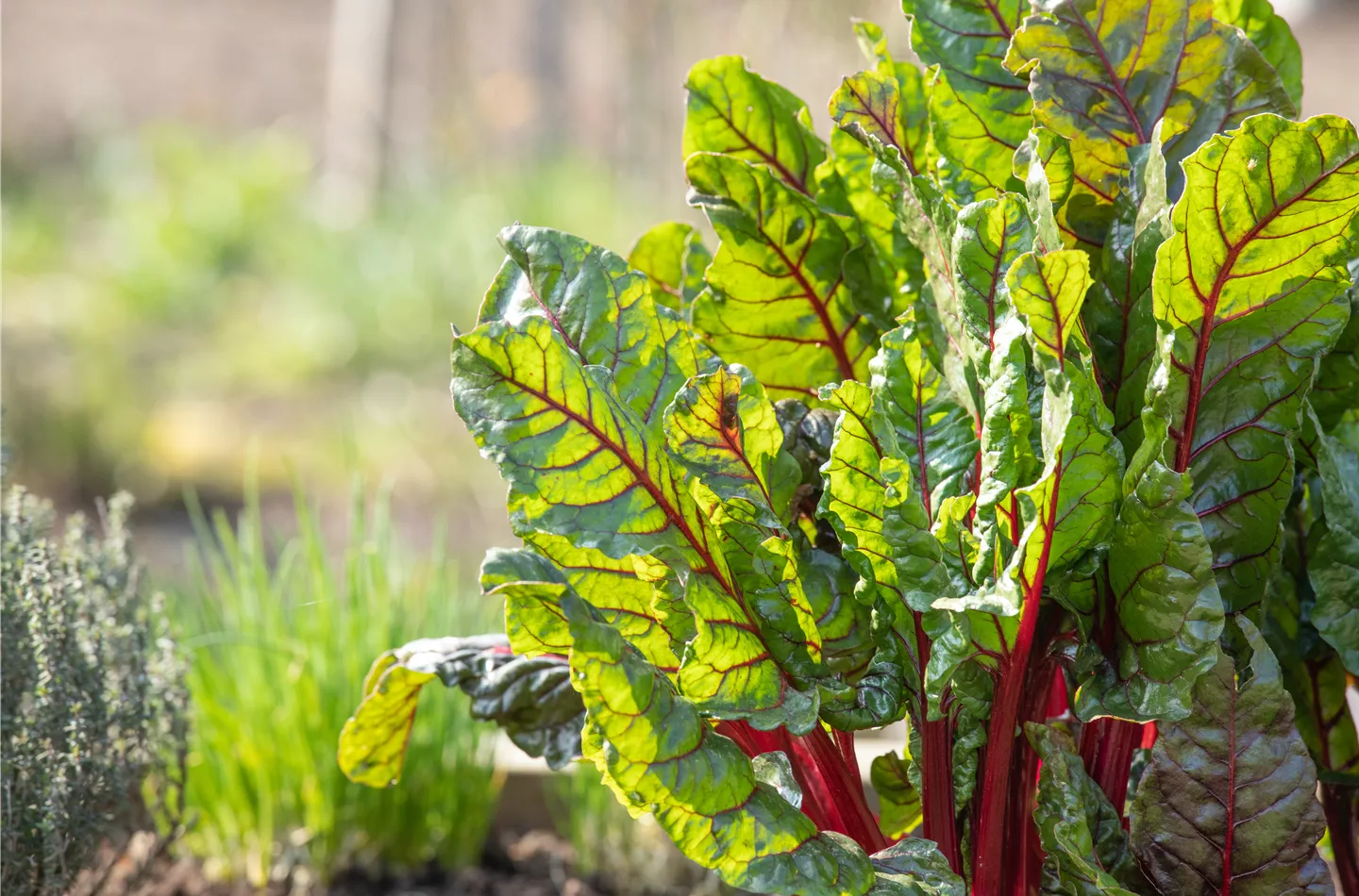 Kräuter und Gemüse sorgen für leckere Aromen im Garten