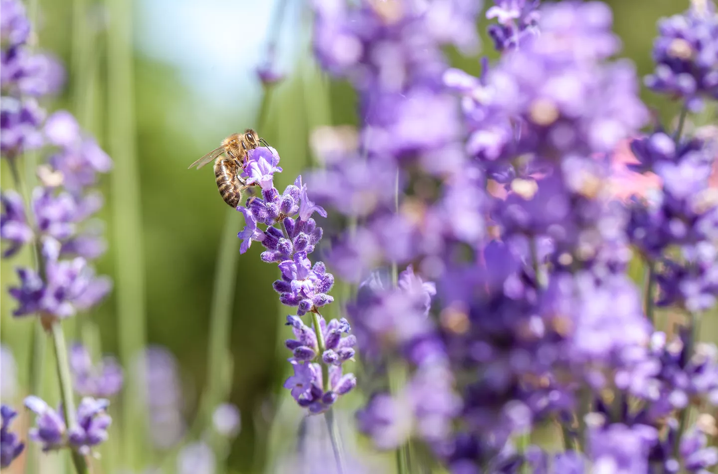 Lavendel mit Biene (GS531048.jpg)