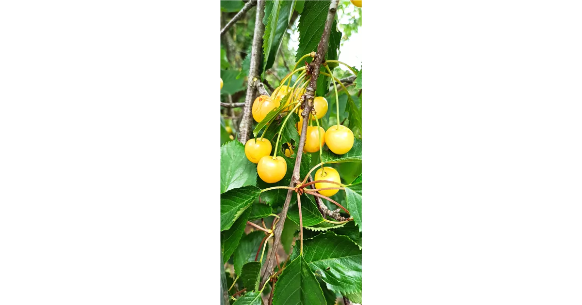 Süßkirsche \'Dönissens Gelbe Knorpelkische\', Prunus avium \'Dönissens Gelbe  Knorpelkische\' - GartenBaumschule Becker