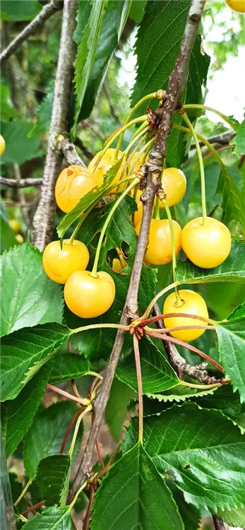 Süßkirsche \'Dönissens Gelbe Knorpelkische\', Prunus avium \'Dönissens Gelbe  Knorpelkische\' - GartenBaumschule Becker