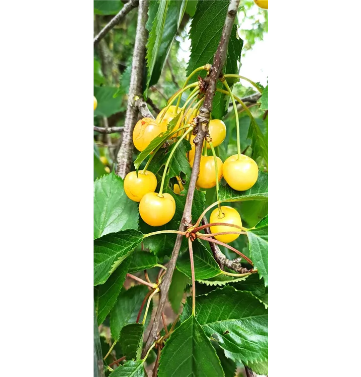 Süßkirsche 'Dönissens Gelbe Knorpelkische', Prunus avium 'Dönissens Gelbe  Knorpelkische' - GartenBaumschule Becker