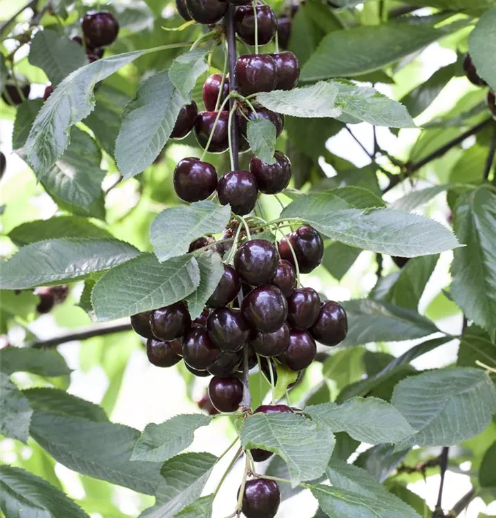 Süßkirsche 'Regina', Prunus avium 'Regina' - GartenBaumschule Becker