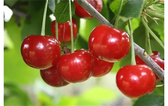 Sauerkirsche 'Jade'®, Prunus cerasus 'Jade'® - GartenBaumschule Becker