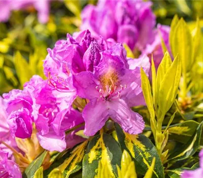 Rhododendron Hybr.'Goldflimmer'