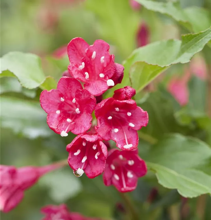 Weigela 'Red Prince', Weigelie 'Red Prince' GartenBaumschule Becker