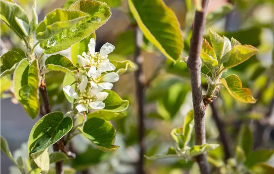 Amelanchier alnifolia 'Saskatoon Berry' -R-
