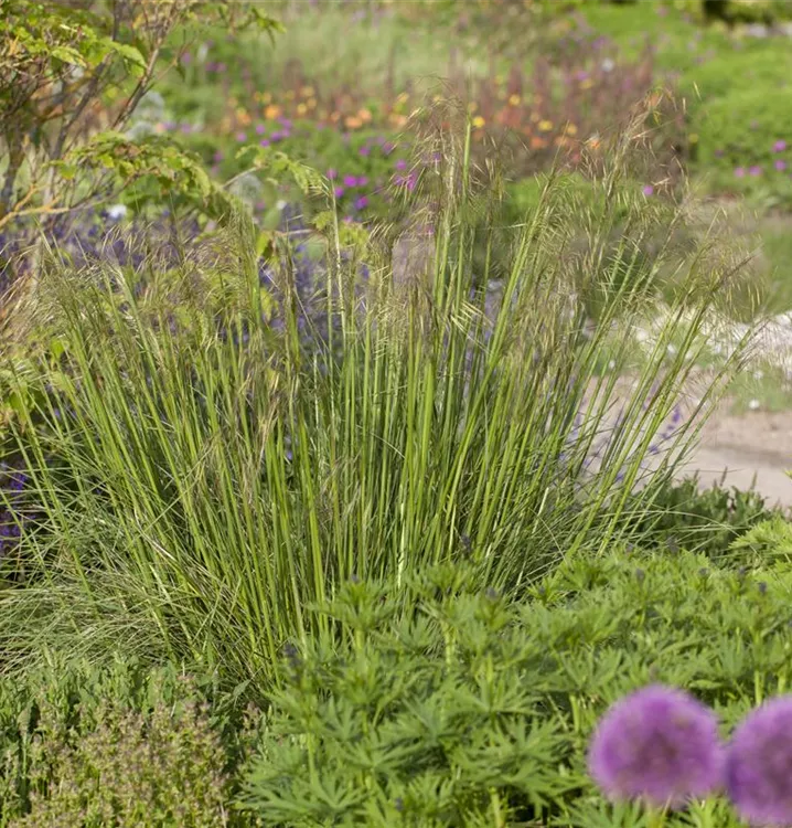 Stipa gigantea, RiesenFedergras GartenBaumschule Becker