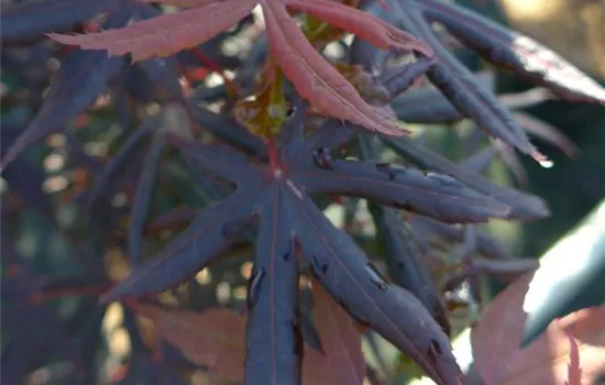 Acer palmatum 'Starfish' -R-