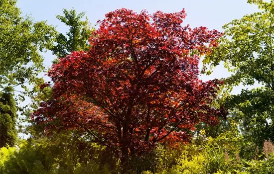 Acer palmatum 'Beni maiko'