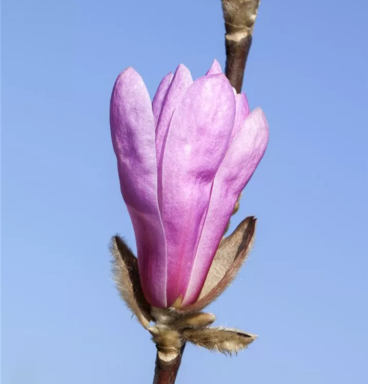 Purpur Magnolie wie Tulpenmagnolie 100 Samen Magnolia liliiflora lilliflora 