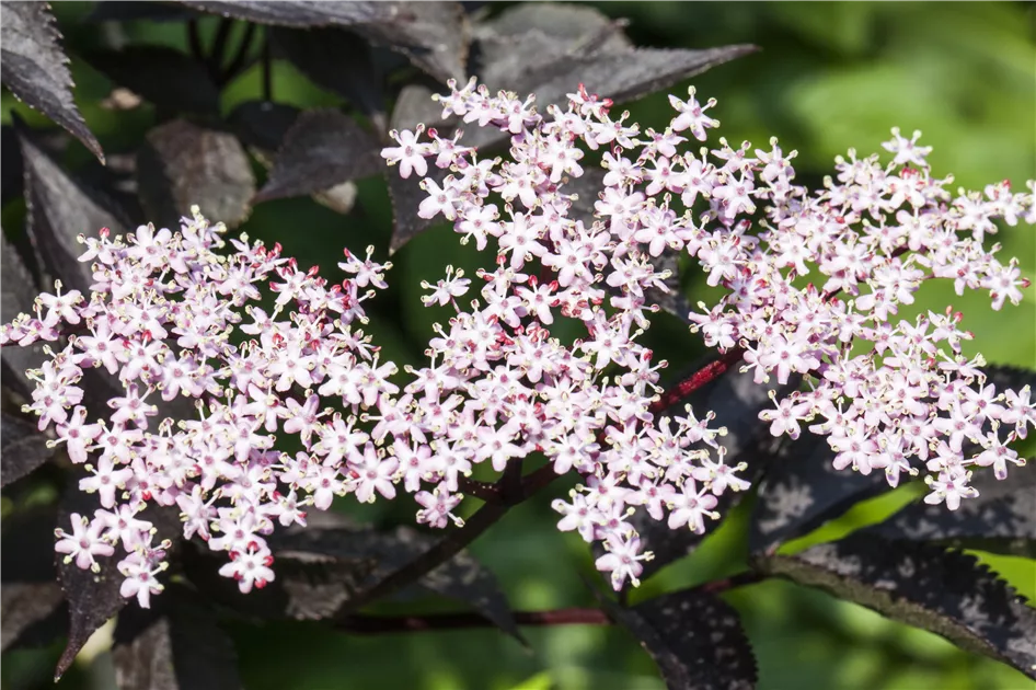 Holunder Sambucus nigra Black Lace ® 40-60cm Frühlingsblüher Beerengehölz 