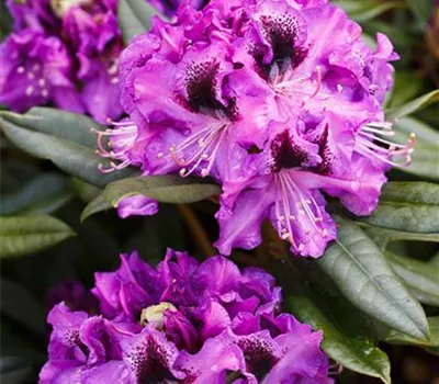 Rhododendron Hybr.'Blaue Jungs'