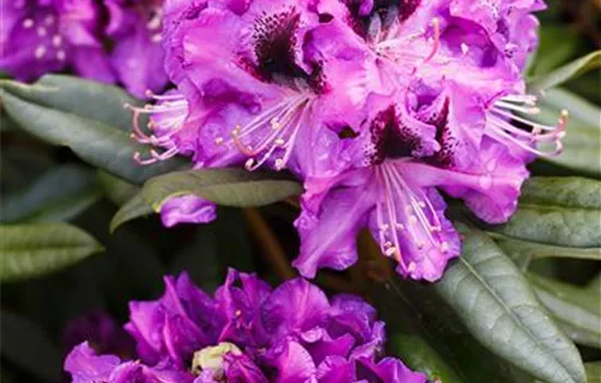 Rhododendron Hybr.'Blaue Jungs'