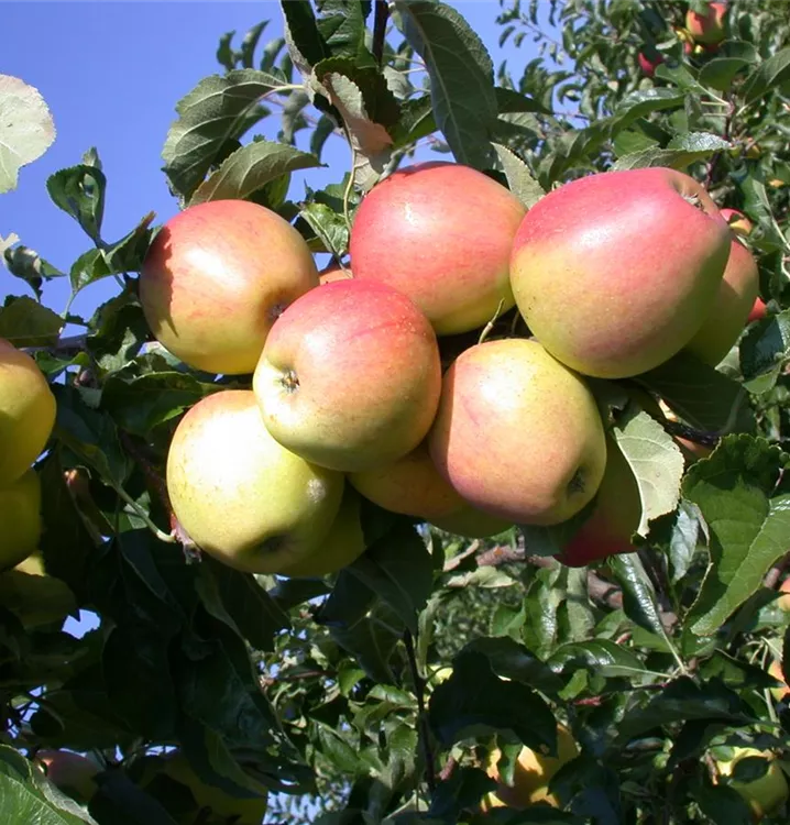 Apfel 'Finkenwerder Herbstprinz' spät