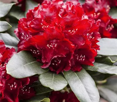 Rhododendron Hybr.'Cherry Kiss' -R-