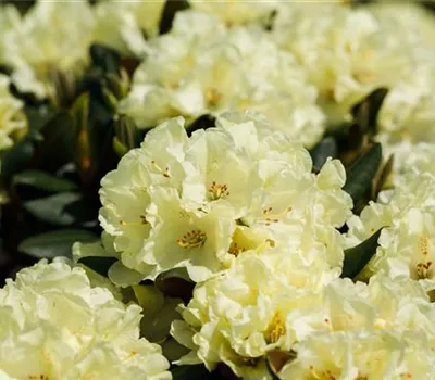 Rhododendron Hybr.'Goldinetta' -R-