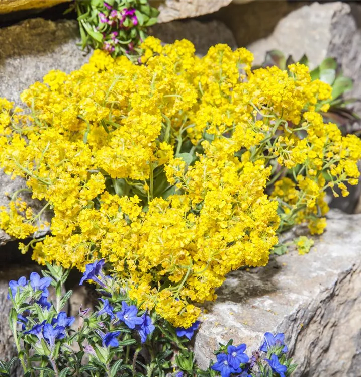 Steinkraut Blumixx Stauden Alyssum montanum 'Berggold' 