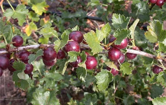 Ribes uva-crispa \'Hinnonmäki \'Hinnonmäki CAC, GartenBaumschule Becker Stachelbeere rot\' rot\' 