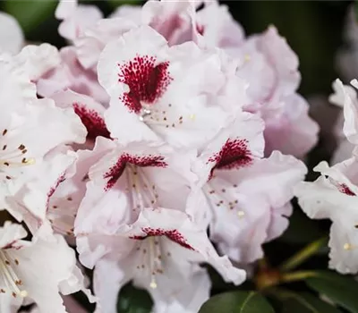 Rhododendron Hybr.'Graffito' -R-