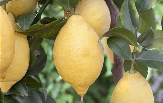 Citrus limon CAC