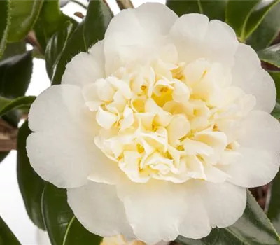 Camellia 'Brunsfield Yellow'