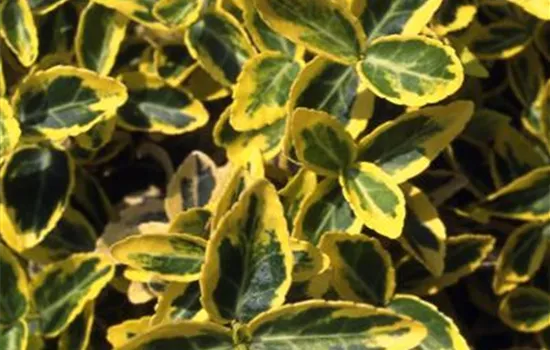 Euonymus fortunei 'Emerald'n Gold'