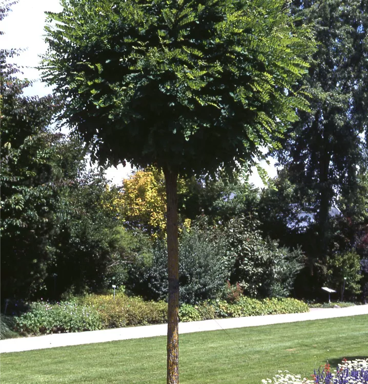 Robinia pseudoac.'Umbraculifera', Kugelakazie GartenBaumschule Becker