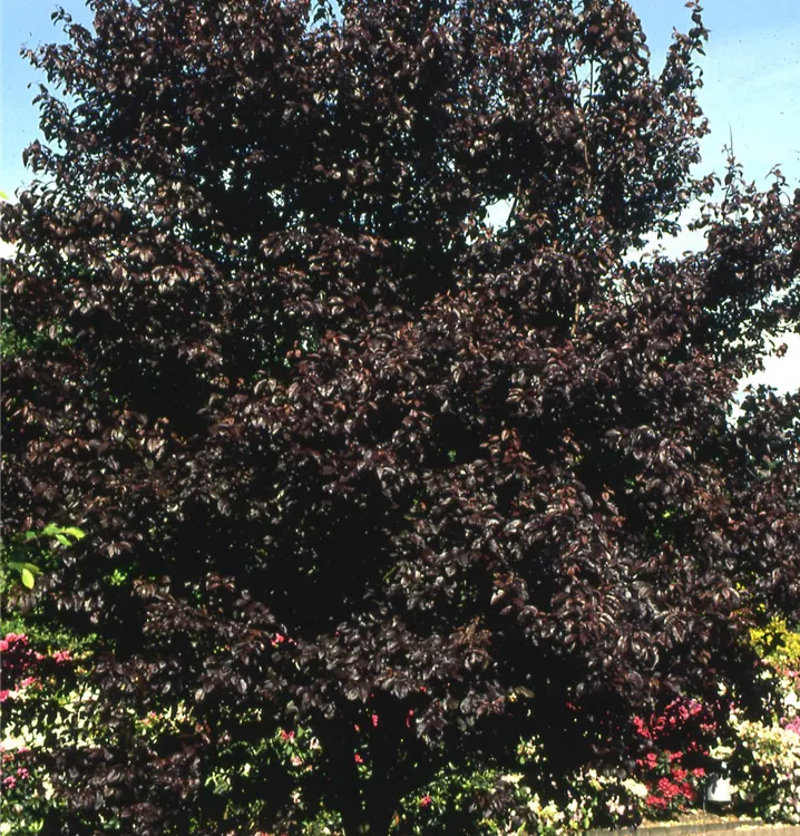 Prunus cerasifera 'Nigra', Blutpflaume GartenBaumschule Becker