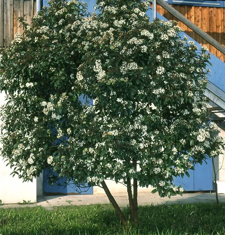 Viburnum tinus, LorbeerSchneeball GartenBaumschule Becker