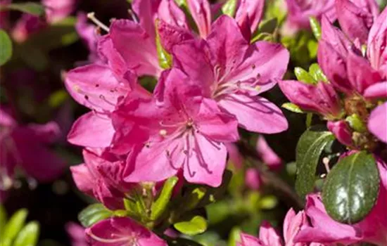 Rhododendron obt.'Kermesina'