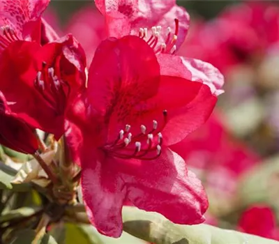 Rhododendron Hybr.'Hachm.Feuerschein' -R-