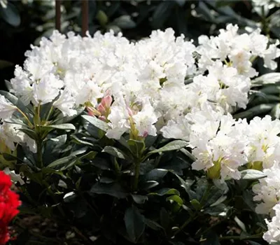 Rhododendron Hybr.'Cunningham's White'