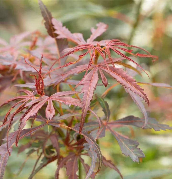 60-100cm Fächerahorn ' Jerre Schwartz ' Acer palmatum Topf gewachsen ca 60-100cm Fächerahorn ' Jerre Schwartz ' Acer palmatum Topf gewachsen ca