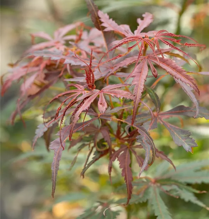 60-100cm Fächerahorn ' Jerre Schwartz ' Acer palmatum Topf gewachsen ca 60-100cm Fächerahorn ' Jerre Schwartz ' Acer palmatum Topf gewachsen ca