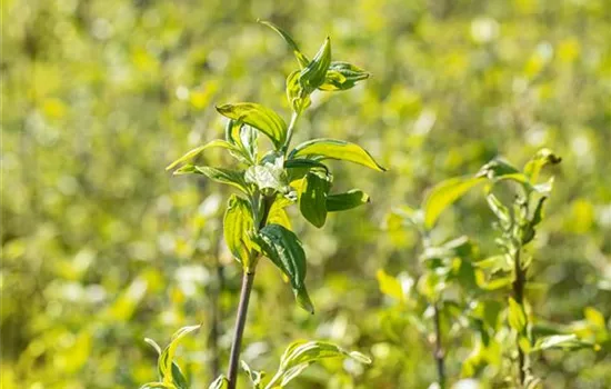 Cornus mas 'Schönbrunner Gourmet Dirndl'