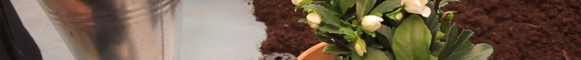 Christrose - Einpflanzen in ein Gefäß (thumbnail).jpg