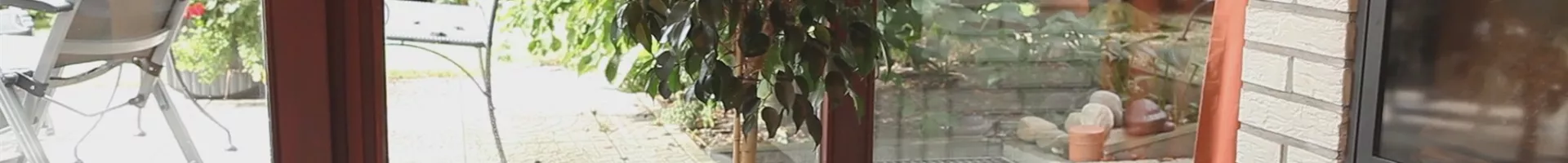 Birkenfeige - Einpflanzen in ein Gefäß (thumbnail).jpg