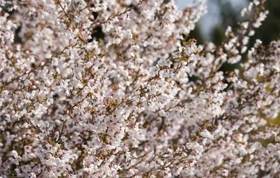 Prunus incisa 'Kojou-no-mai'