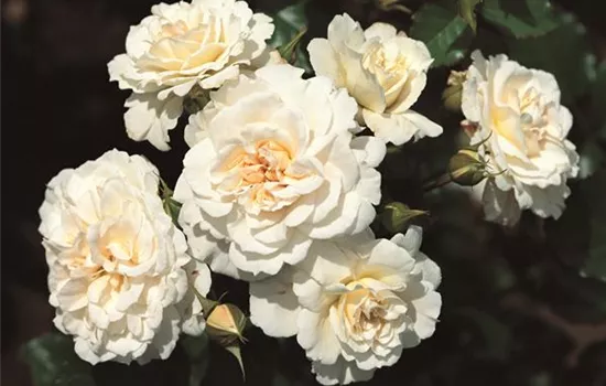 Rosa 'Petticoat' -R- BT