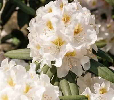 Rhododendron Hybr.'INKARHO-Dufthecke', weiß