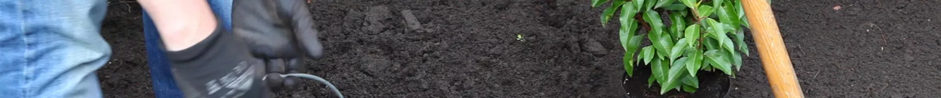 Loorbeerkirsche - Einpflanzen im Garten (thumbnail).jpg