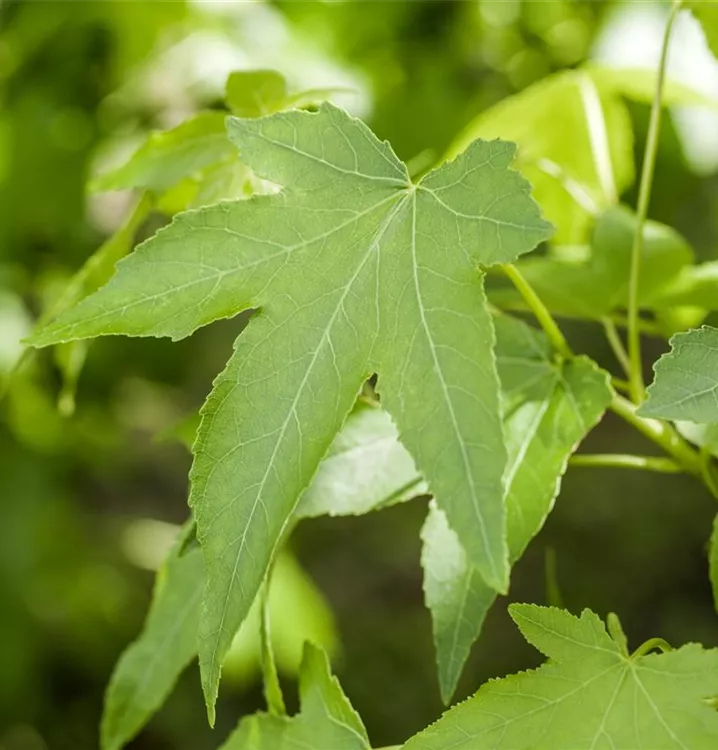 Amberbaum 'Slender Silhouette', Liquidambar styraciflua 'Slender