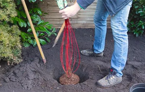 cornus controversa carpe diem etagen hartriegel carpe diem gartenbaumschule becker
