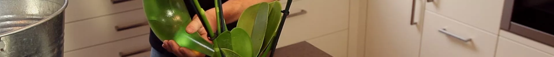Orchidee - Einpflanzen in ein Gefäß (thumbnail).jpg