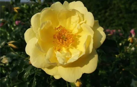 Bodendeckerrose 'Sunny Rose'®