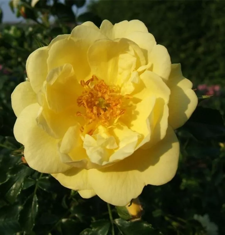 Rosa 'Sunny Rose'®